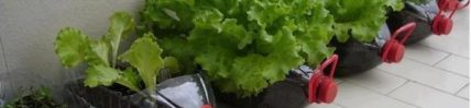 How To Set Up A Vegetable Garden In The Condominium