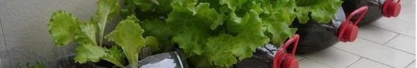 How To Set Up A Vegetable Garden In The Condominium